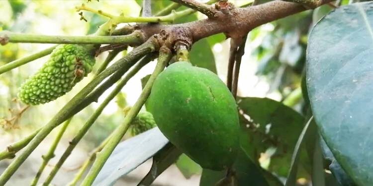 লিচুগাছে ধরা আমটি ছিঁড়ে ফেলল দুর্বৃত্তরা